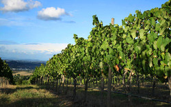 Vineyards and Delicacies on the Hill