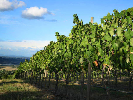Gel d'avril 2021 : l'État doit soutenir la filière vinicole !