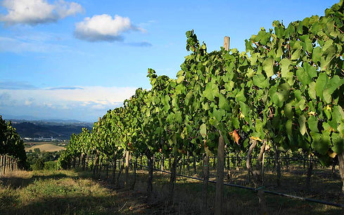Vineyard