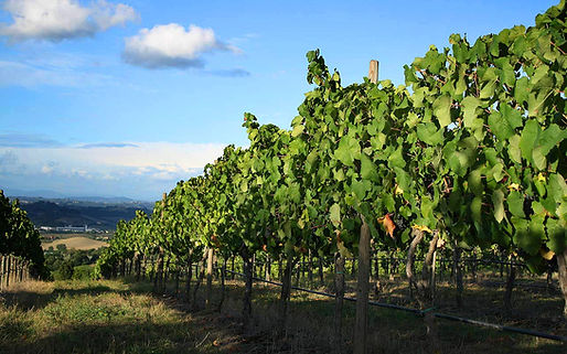 Vineyard Landscape View