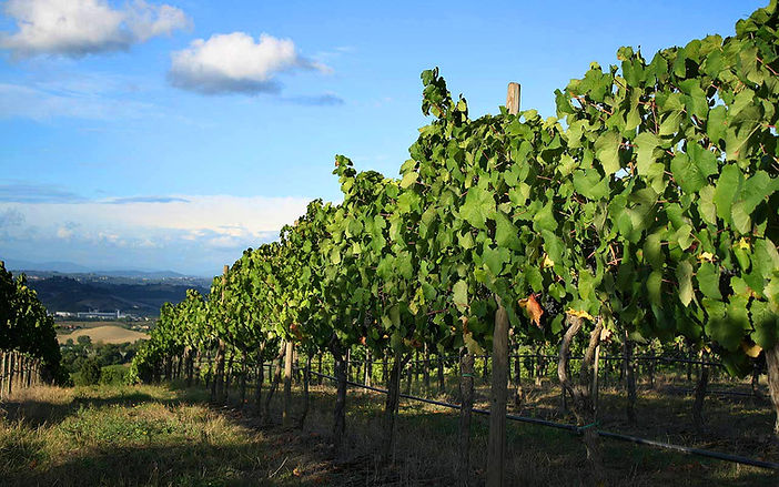 Vineyard Landscape View