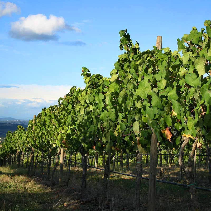 Pabst Blue Ribbon Is Now Making A Whiskey In Collaboration