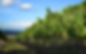 vignes