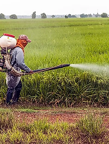 insecticide.png