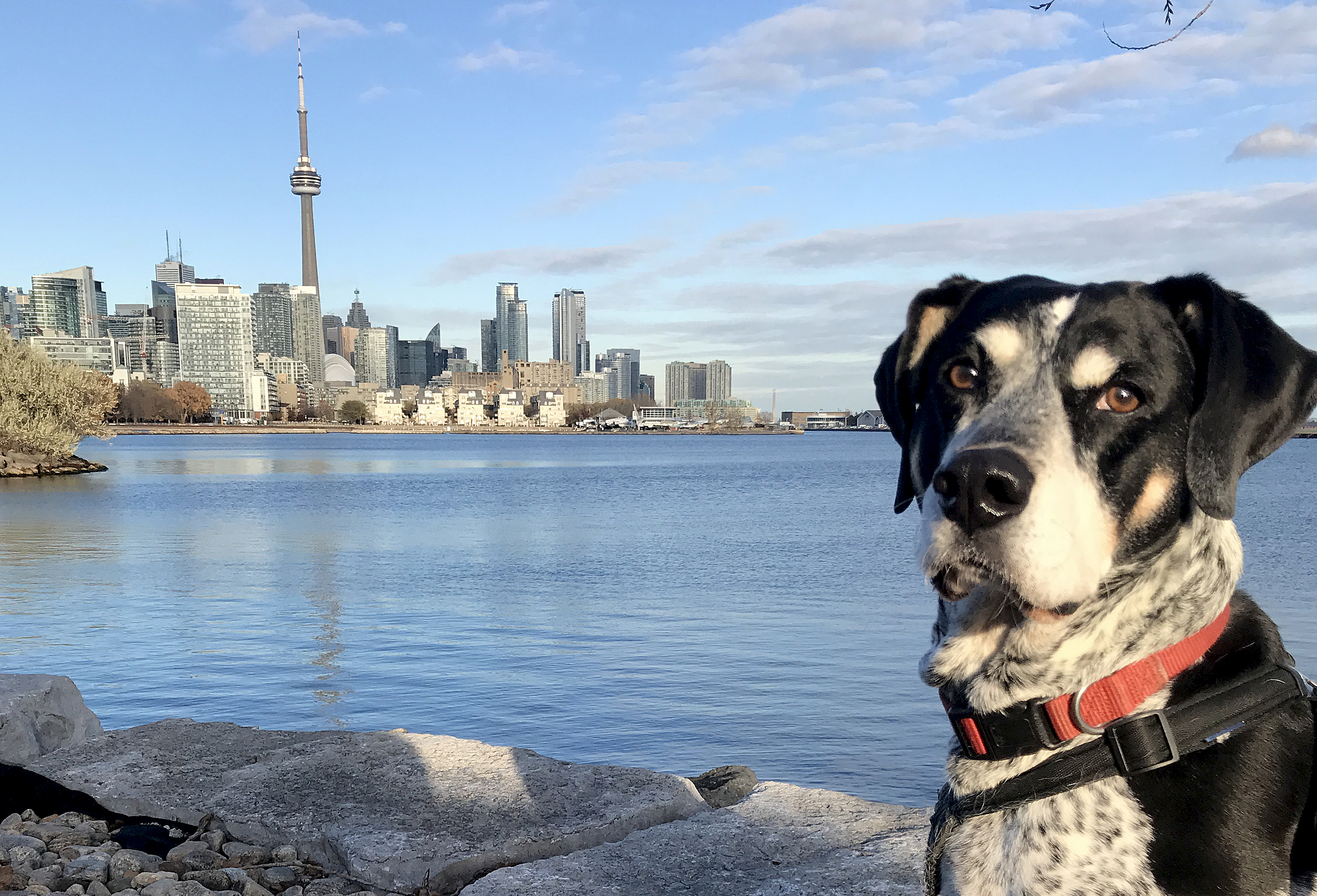 Mobile Vet Lakeshore Mobile Veterinary Services Toronto