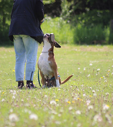 Lydighedstræning med boxer