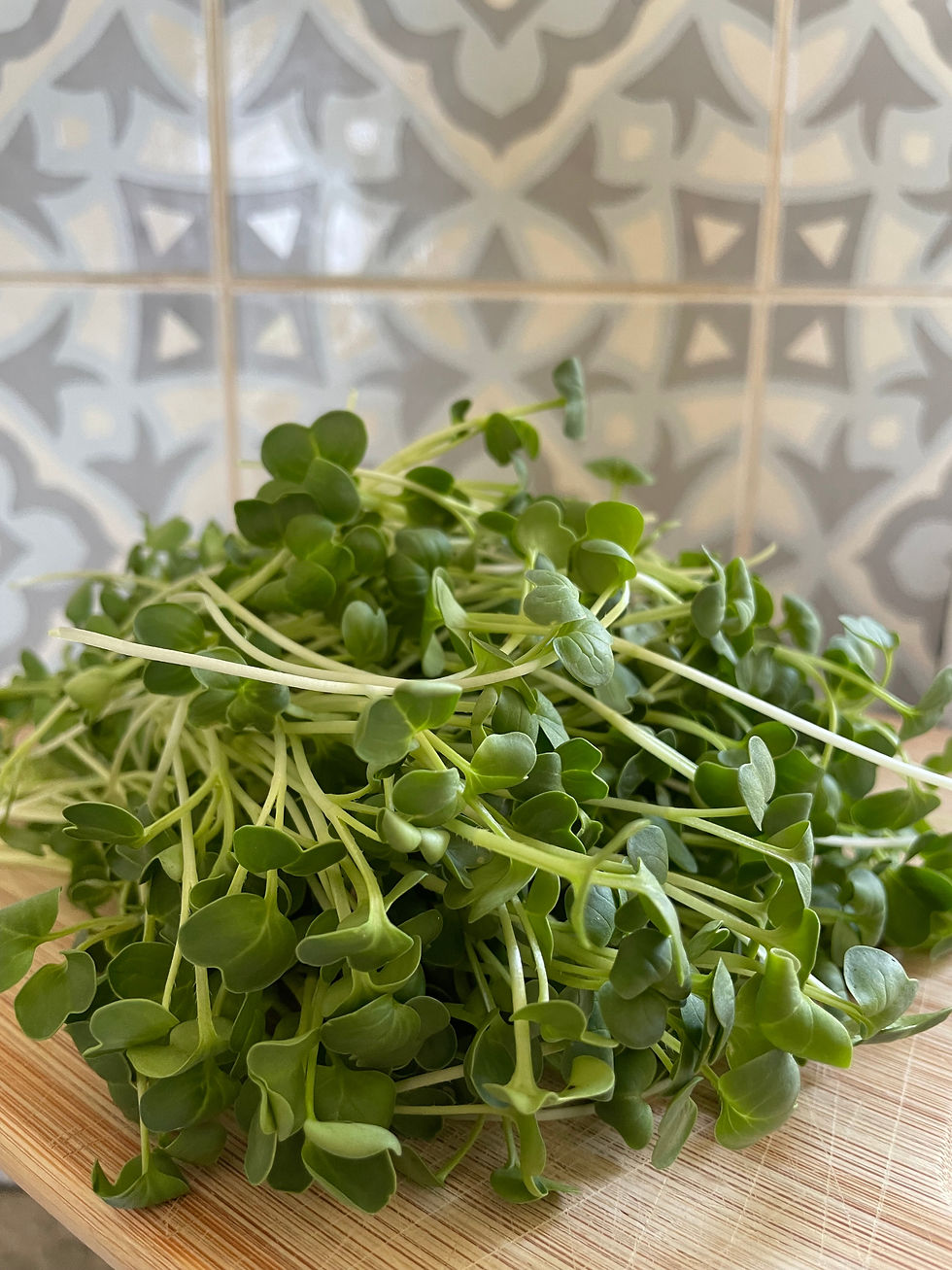 תמונה ממוזערת: זרעי צנון סיני לבן (דייקון)