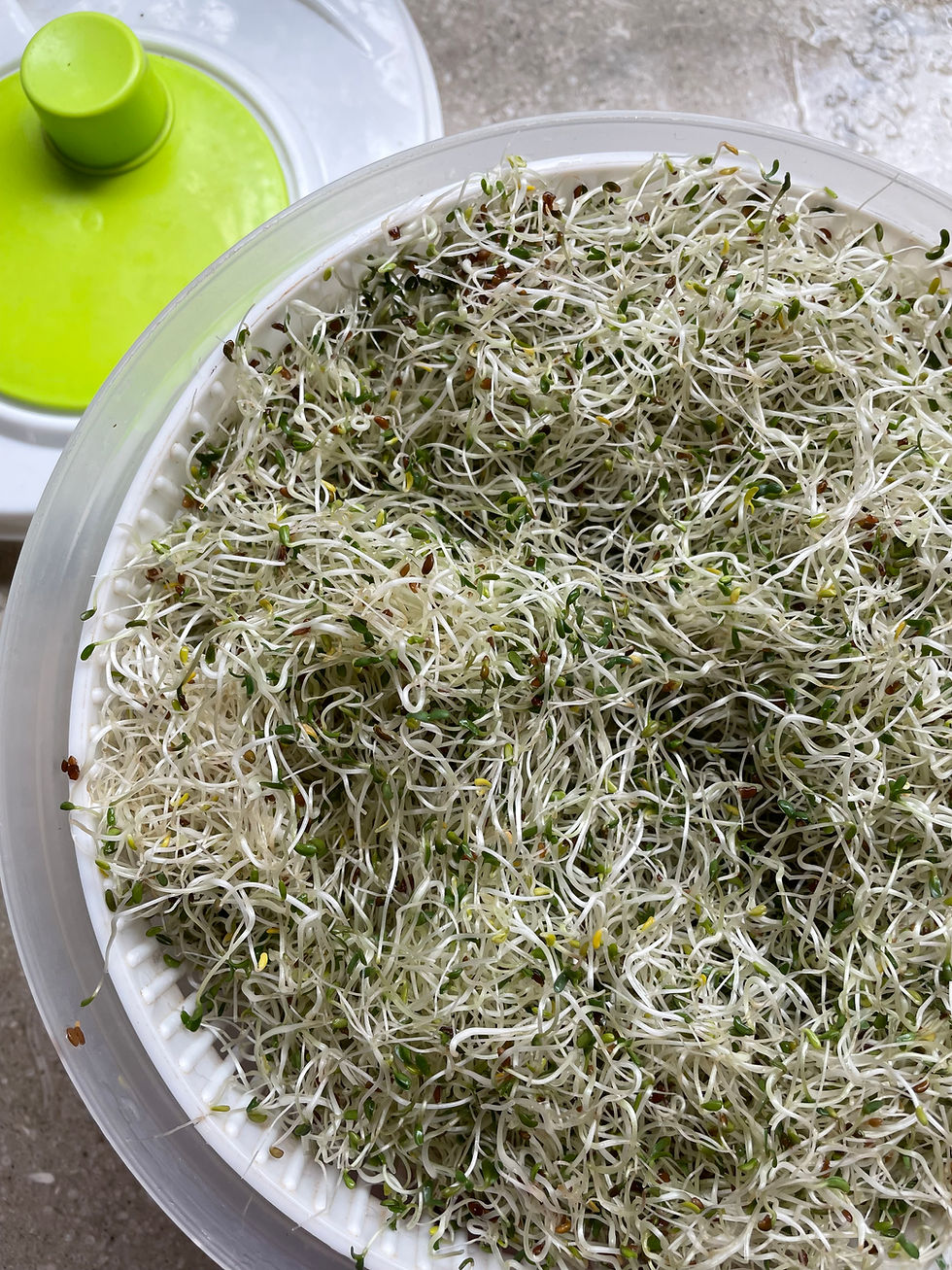 תמונה ממוזערת: זרעי אלפלפה