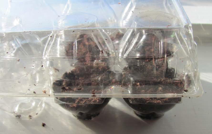 Make Your Own Egg Carton Greenhouse