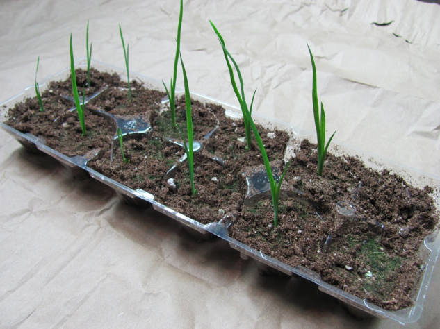Native Blue Flag Iris (Iris versicolor) sprouts in egg carton tray