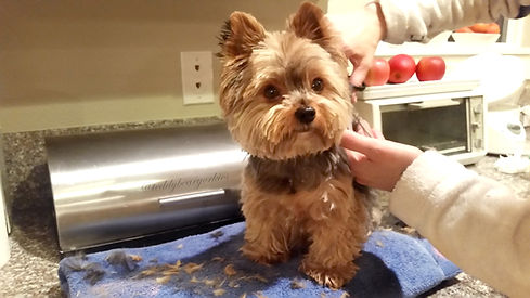 Care for a Pet - Grooming, Bear.jpg