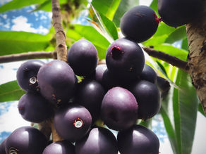 SUPER HRANA: ACAI BOBICE