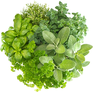 Samo biljke onlyplants