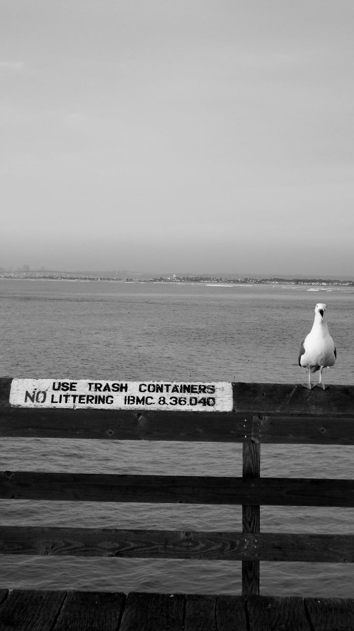 #occupyseagull protest 1