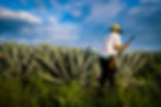 MX1910 Mezcal Artesanal