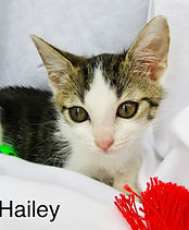 Hailey_edited.jpg
