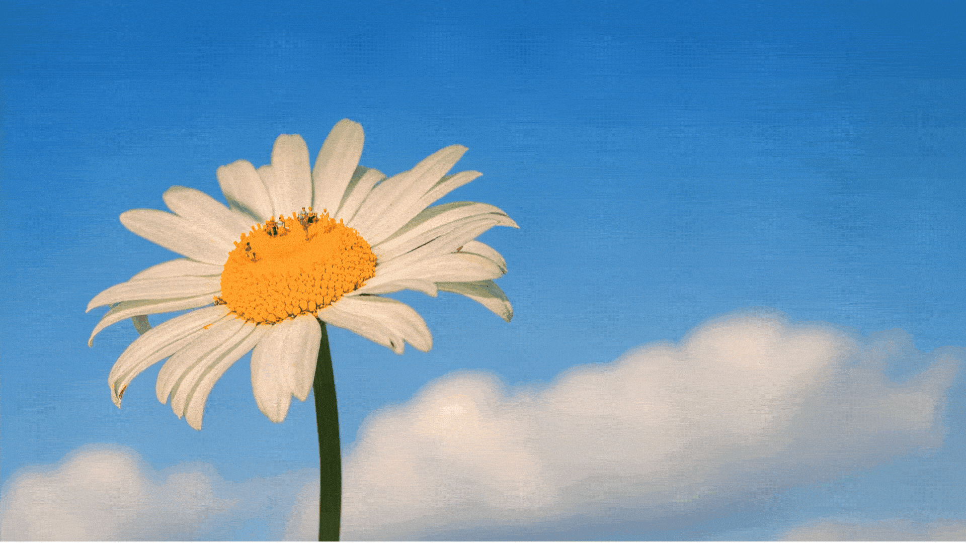 Untitled - June 24, 2026 at 15.12.39 (3).gif