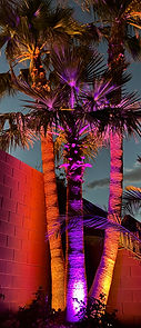 Orange and purple up lighting on palm trees from Happy Santa holiday lights