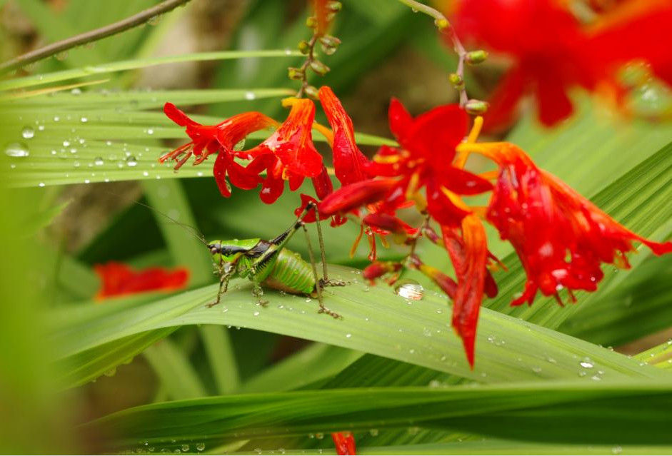 Piante e fauna indigene