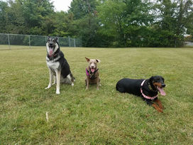 Why We Aren't a Fan of Dog Parks...