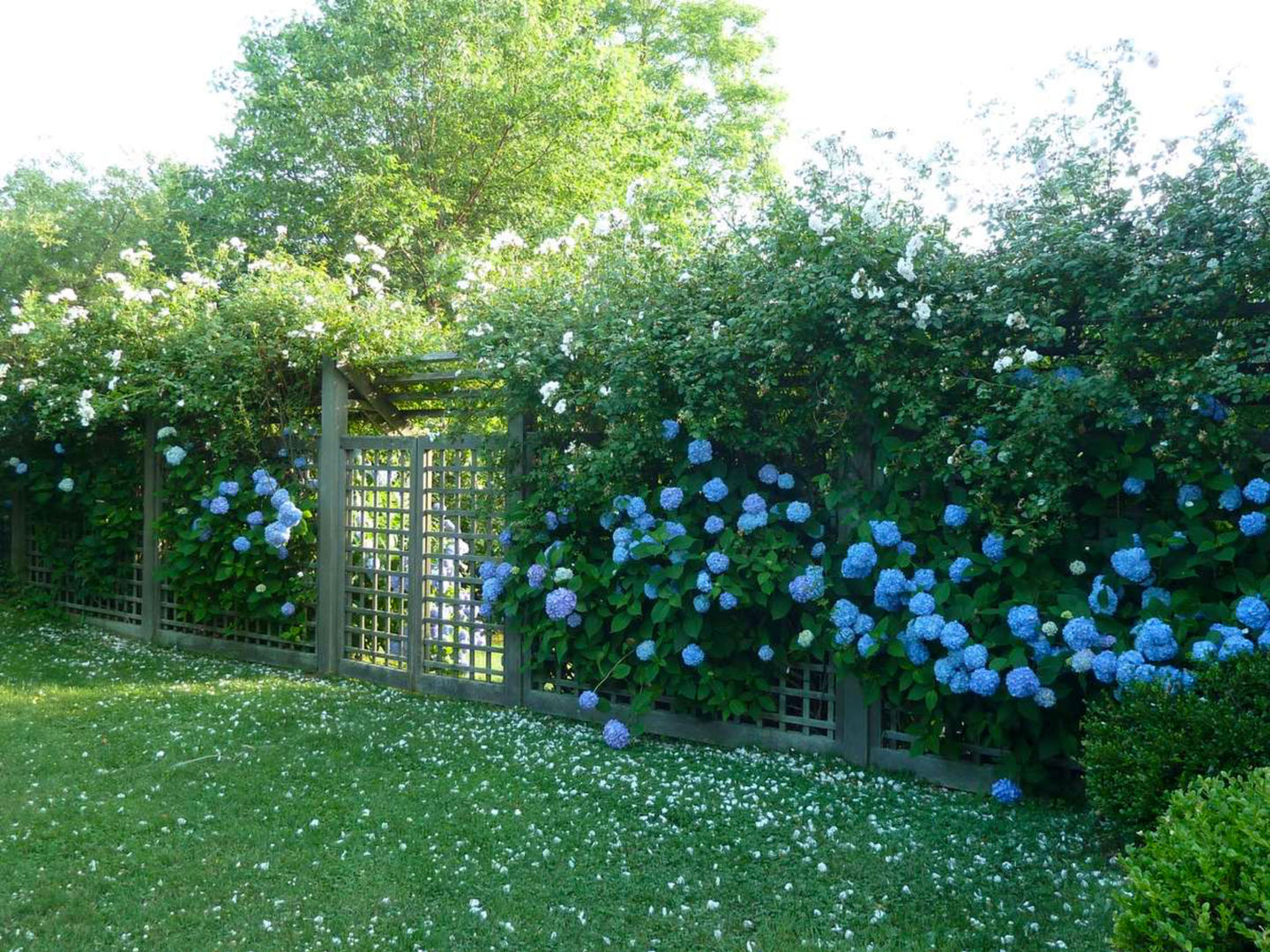 manhasset-3