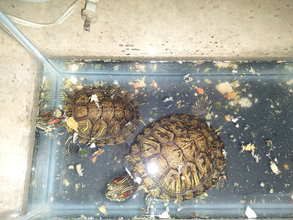 turtles
