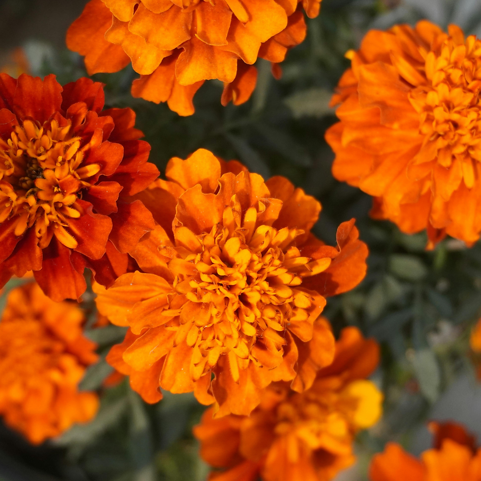 Marigold Planting With The Fairbanks Garden Club