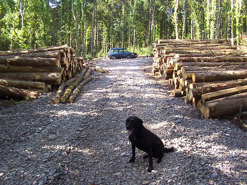 Ash Wood