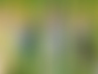 What’s true? What’s false? Find out more at the Trick Eye Museum!