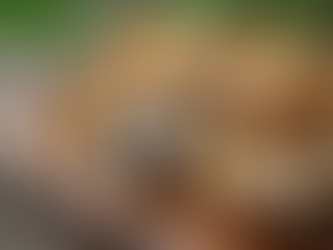 Golden oyster mushrooms on a wooden board, fresh from TLaaF Mushrooms farm in Southern Oregon