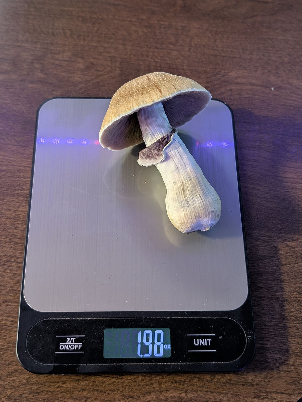 Thumbnail: Fresh "Enchanted" Mushrooms