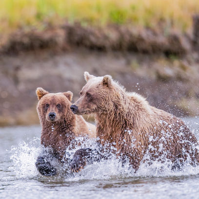 Bears Family Fishing, professional wildlife photography