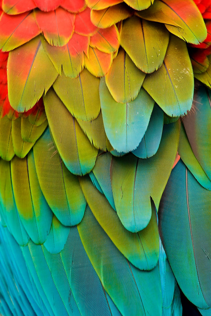 Feathers_edited.jpg