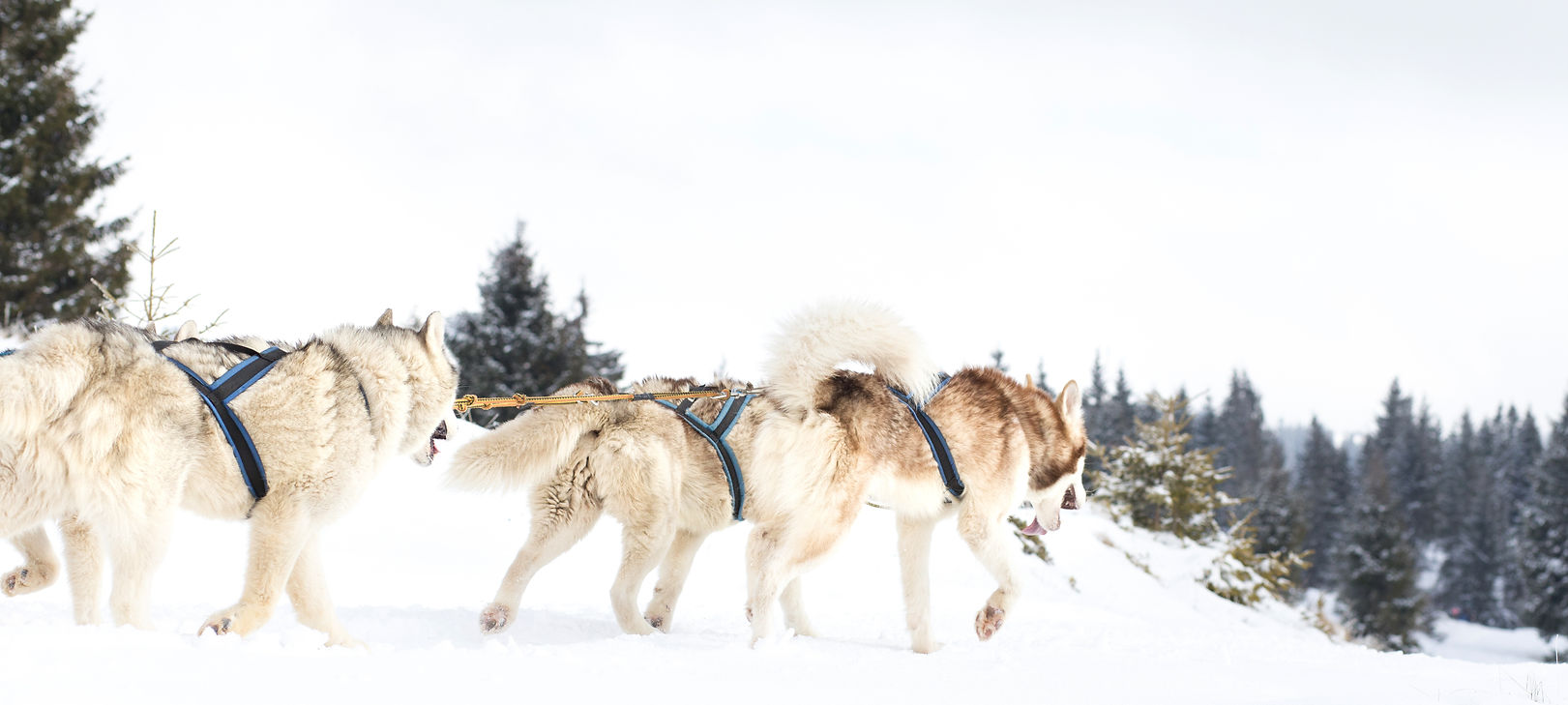 AdobeStock_193118486.jpeg
