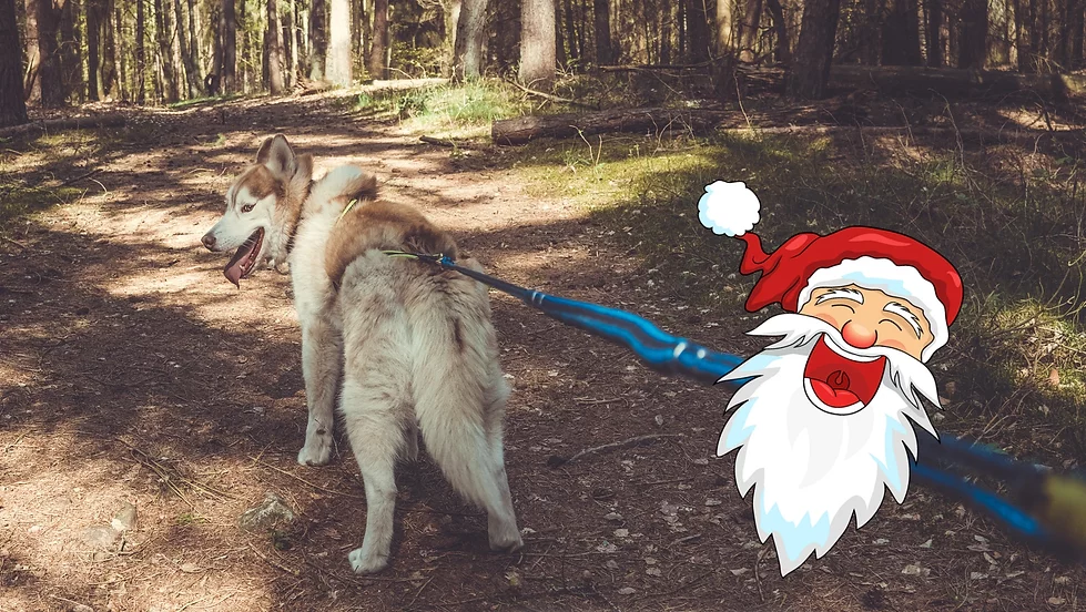 Husky Adventswanderung 4.0