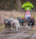 Bei einer Schlittenfahrt auf Rädern lernst du bei einer Husky Tour Brandenburg die Tiere, aber auch die Landschaft kennen. Schenke Freude mit einem online Gutschein Geschenk mit Huskys.