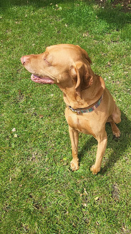 Happy brown dog sitting ion the grass during a Wagstaff Walks outing in Wokingham.
