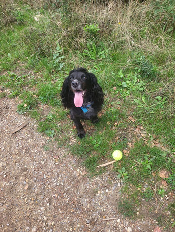 Happy black dog sitting in the grass during a Wagstaff Walks outing.