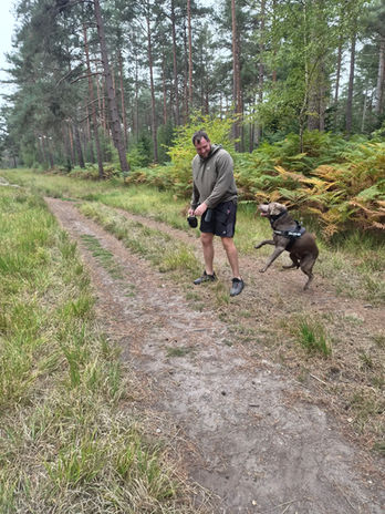 Sam from Wagstaff Walks walking a dog through woodland near Crowthorne.