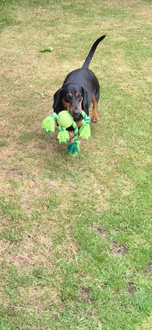 Black and tan dog playing with a green toy during a Wagstaff Walks outing.