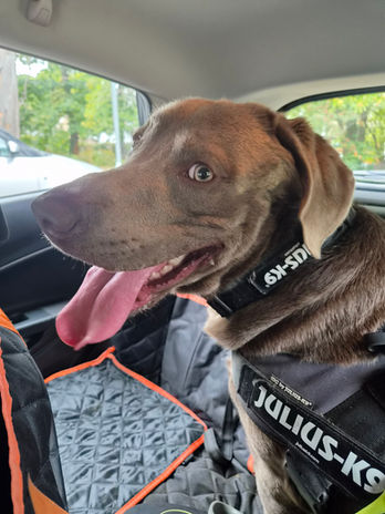 Happy brown dog sitting in a car after a walk with Wagstaff Walks.