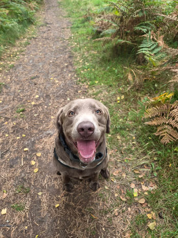 Light-coloured dog looking towards the camera during a woodland walk.