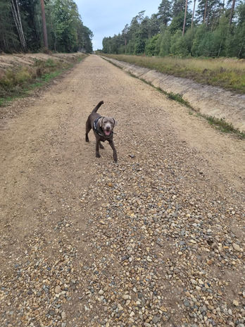 Dog enjoying a walk along a countryside trail near Crowthorne.