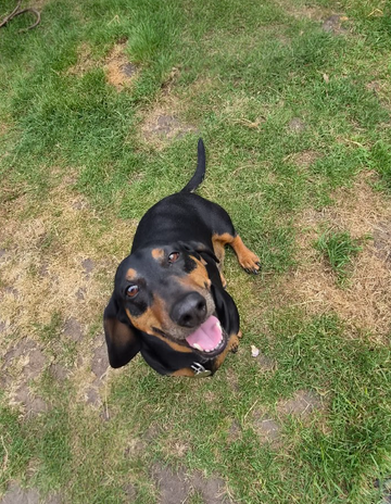 Happy black and tan dog looking up at the camera during a local dog walk.