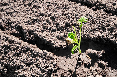 Sprout Sustainability