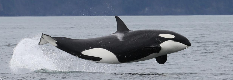Dolphin