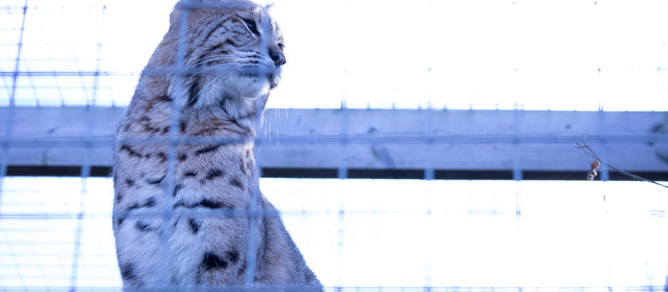 FMP - Week 6 (25th April to 1st May)