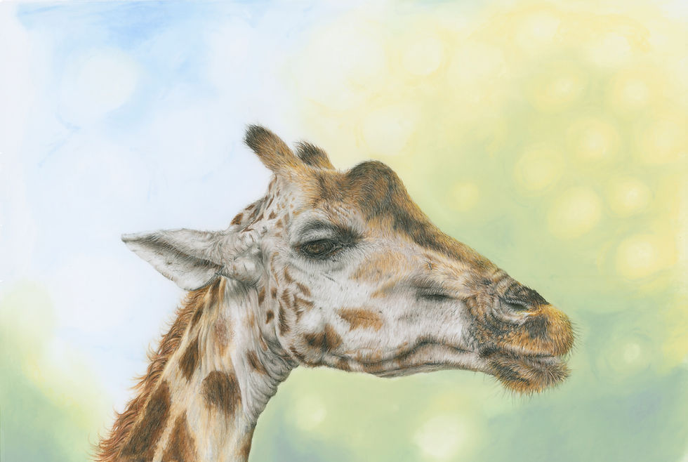 Thumbnail: Limited Edition Animal Prints (12 designs)