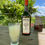Miniature : Pastis du Verger