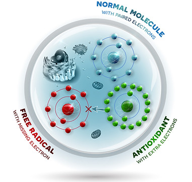 Antioxidant Effect Diagram